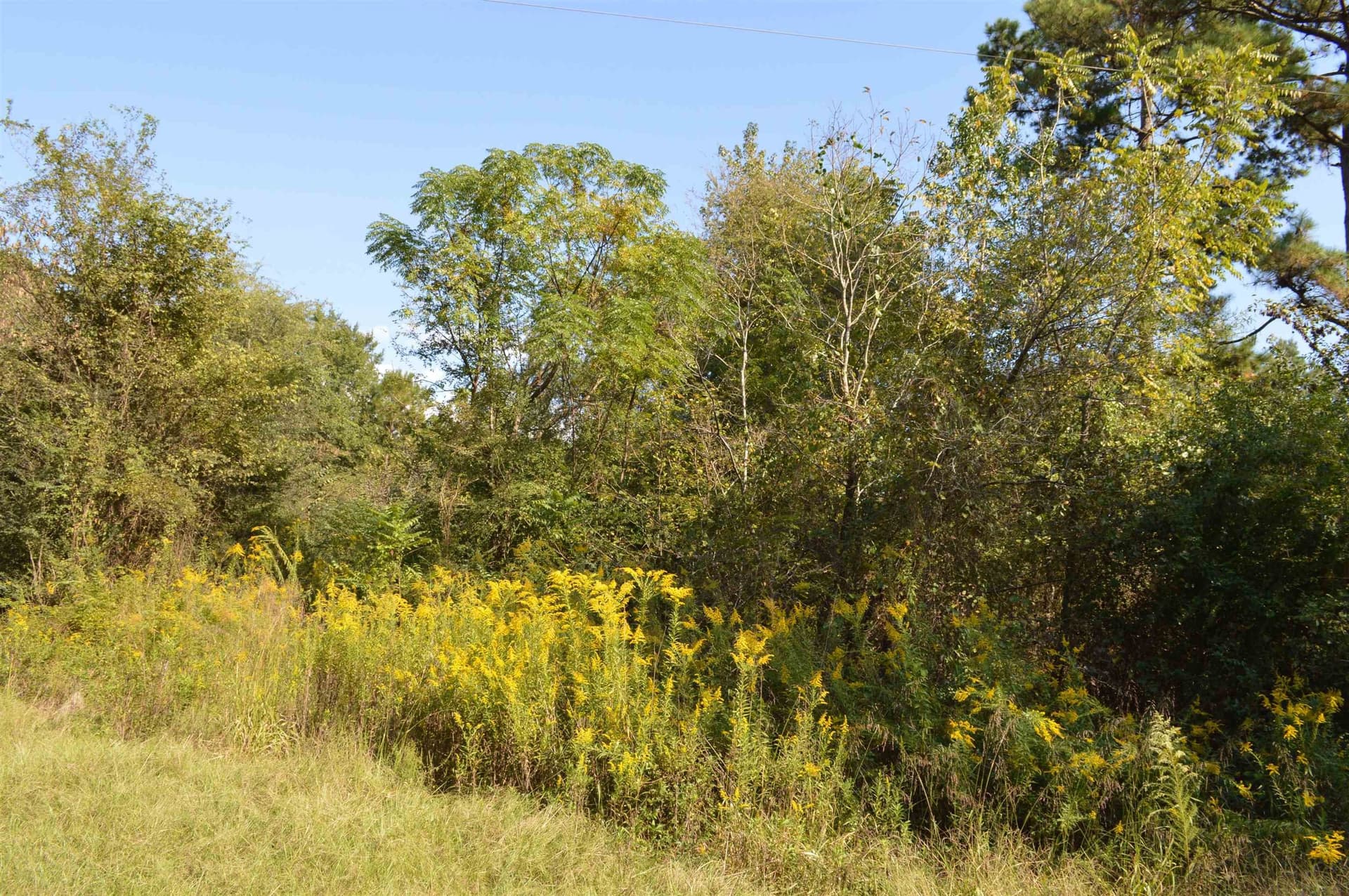 13.1 acres in Texas County gallery image 2
