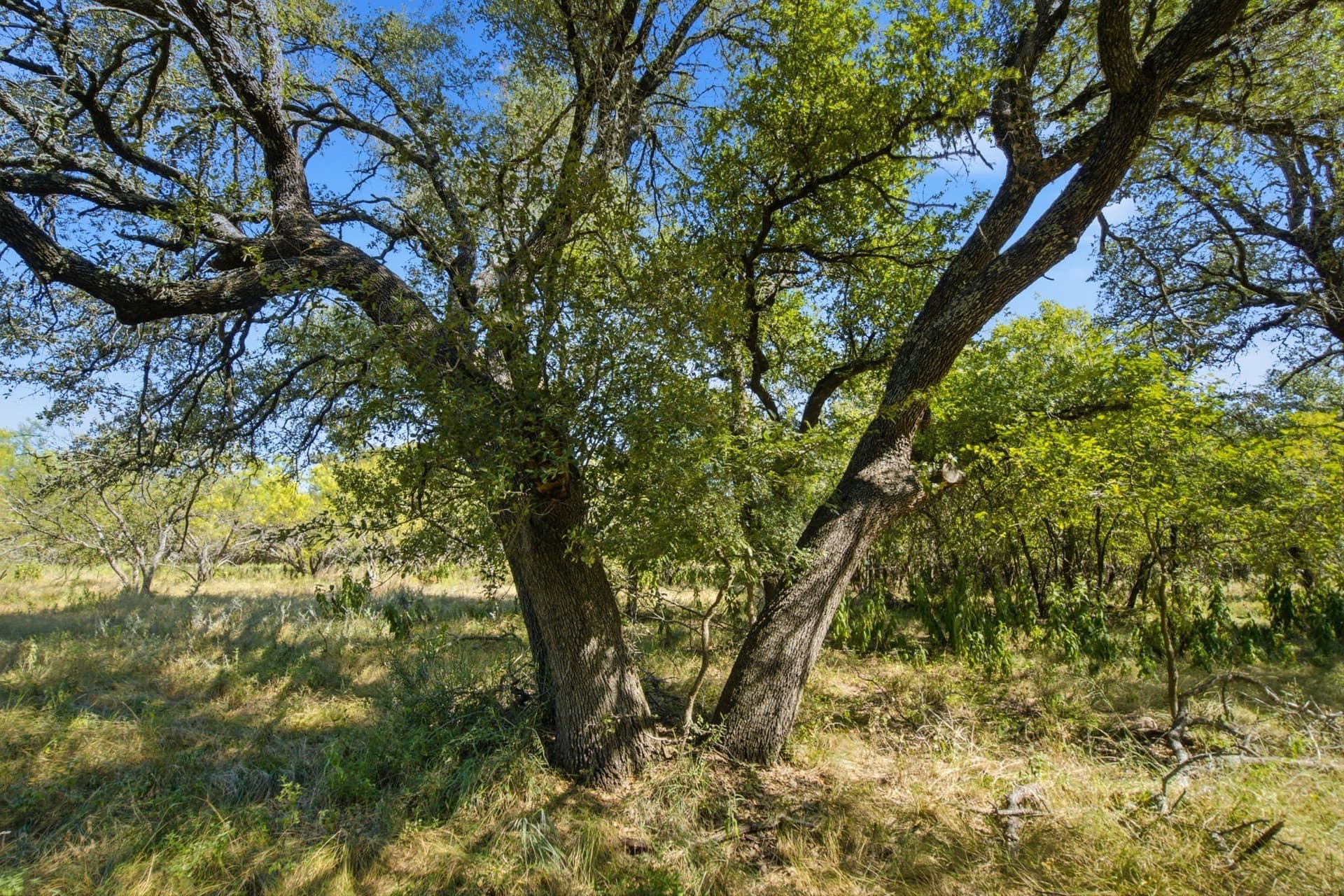 184.19 acres in Comanche County - photo 23