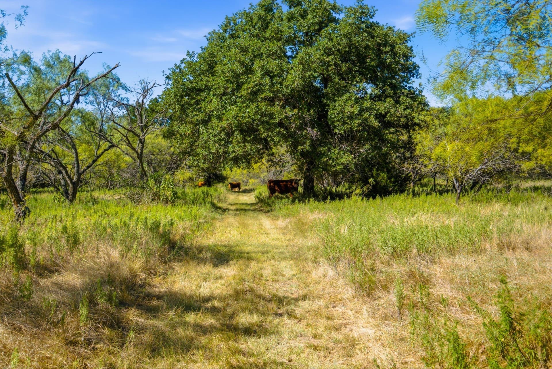 184.19 acres in Comanche County - photo 25