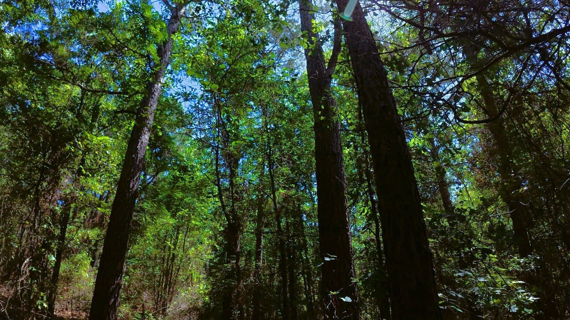 38.47 acres in Camp County