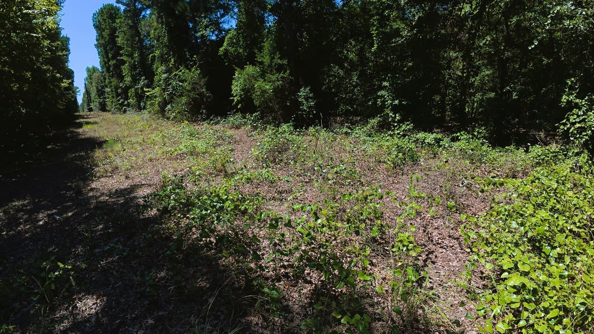 38.47 acres in Camp County - photo 14