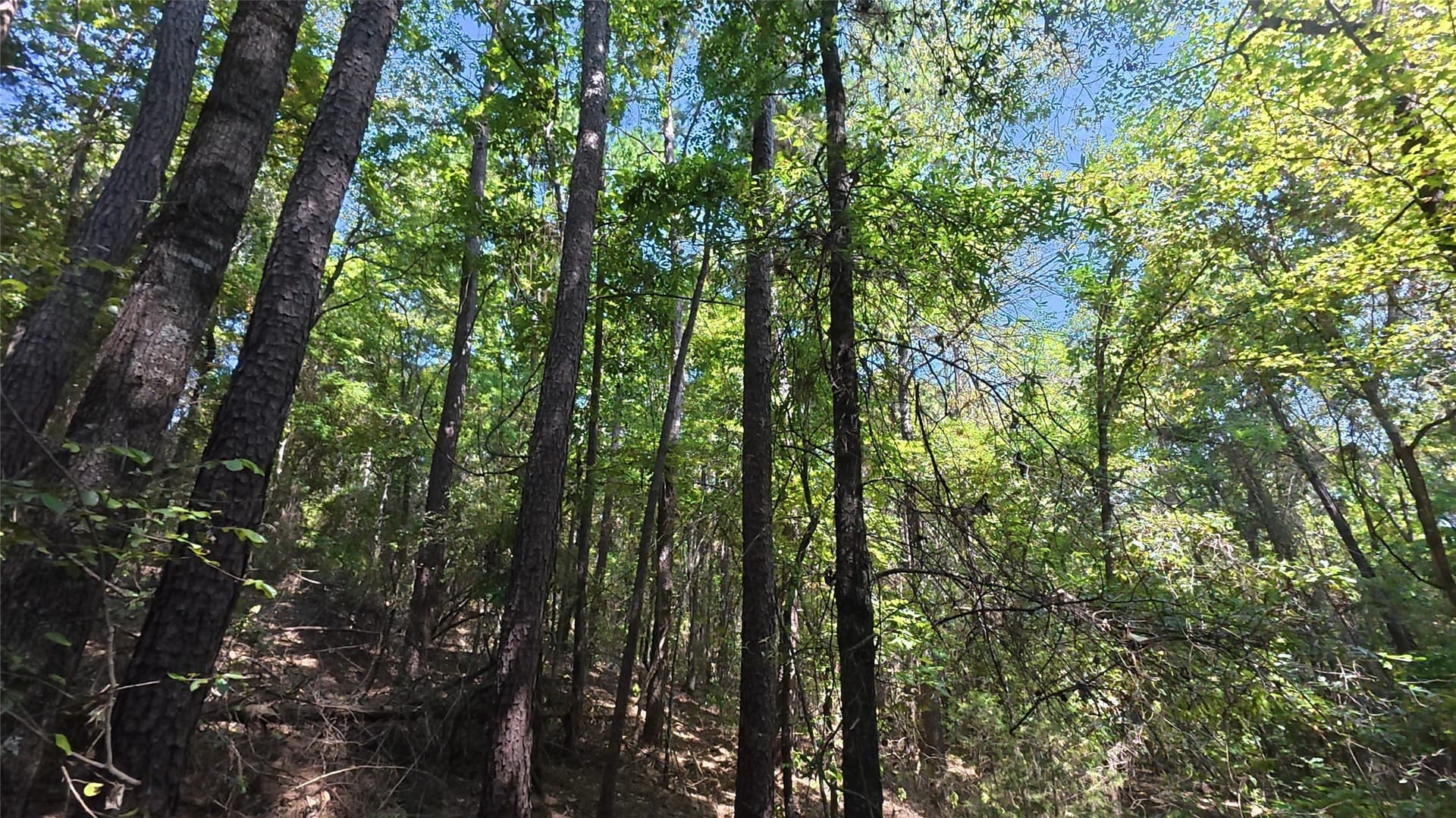 38.47 acres in Camp County - photo 13