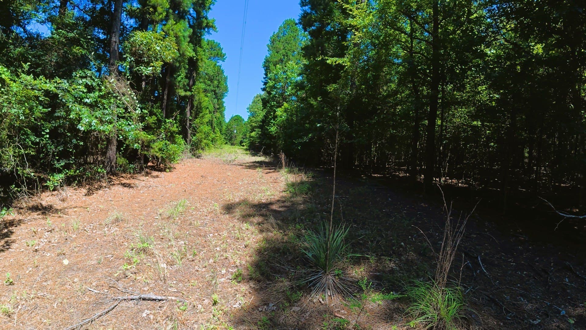 38.47 acres in Camp County - photo 12