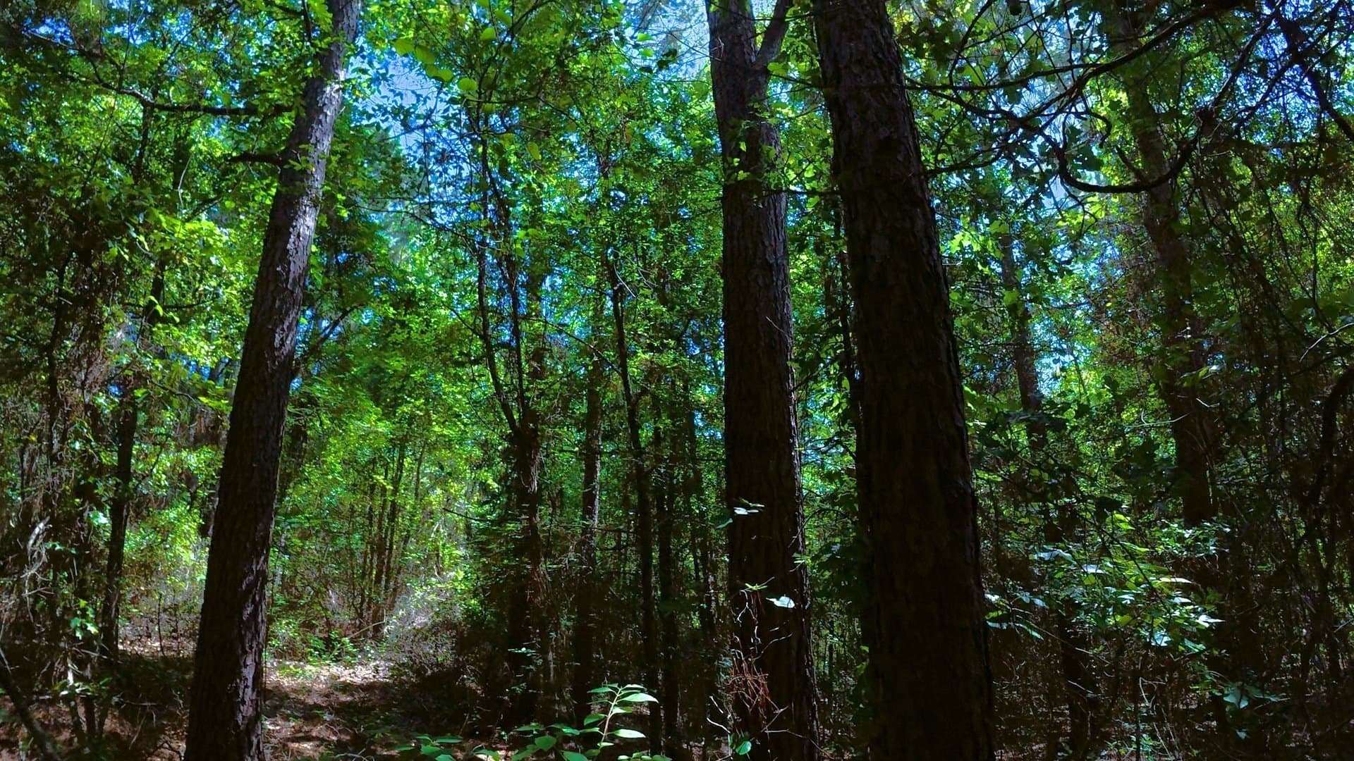 38.47 acres in Camp County - photo 19