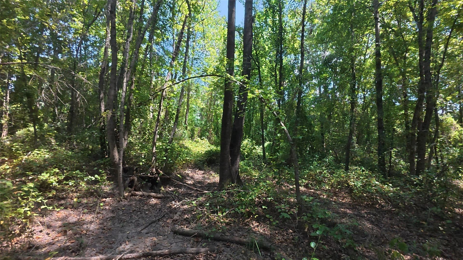 38.47 acres in Camp County - photo 26