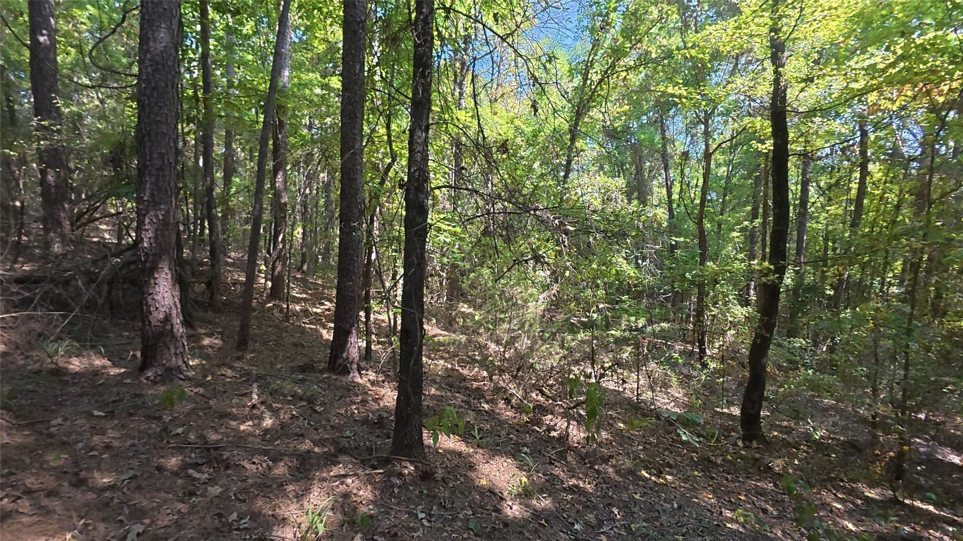 38.47 acres in Camp County - photo 23