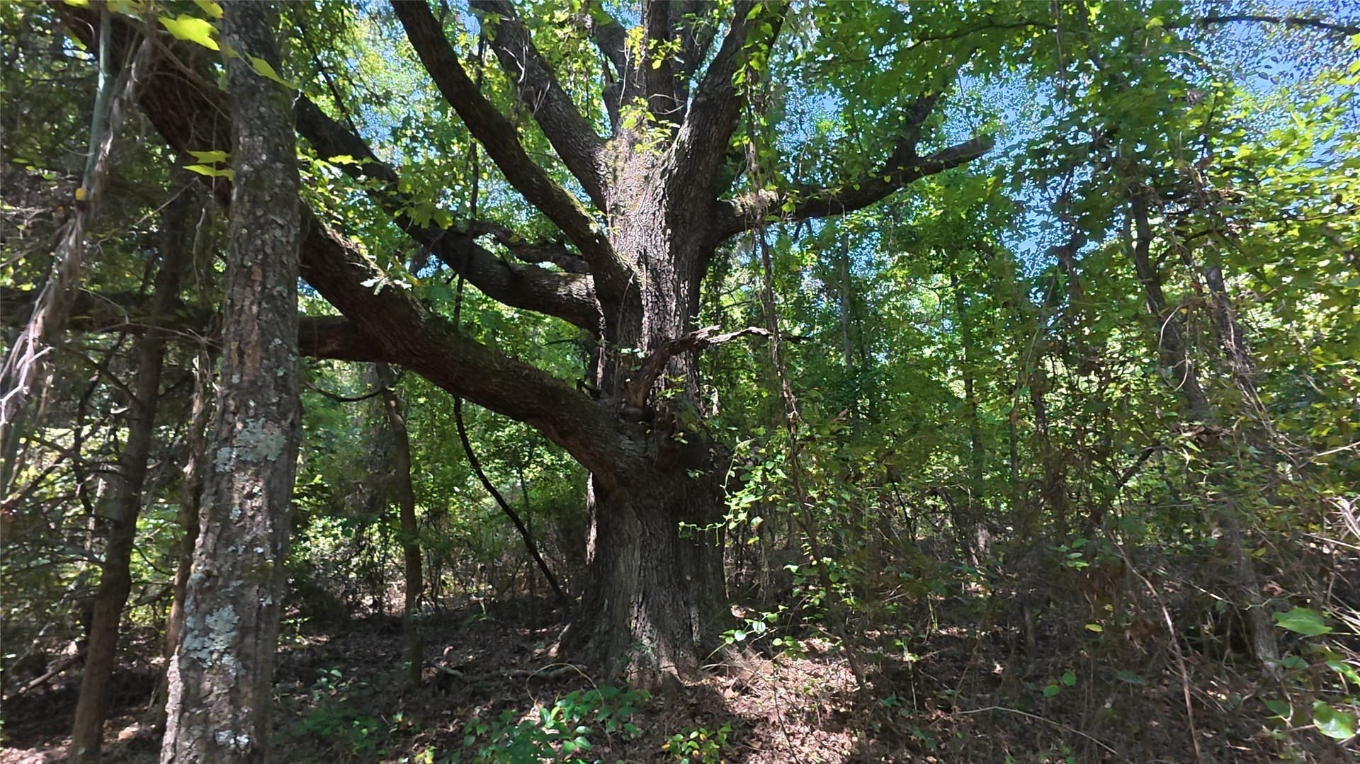 38.47 acres in Camp County - photo 20