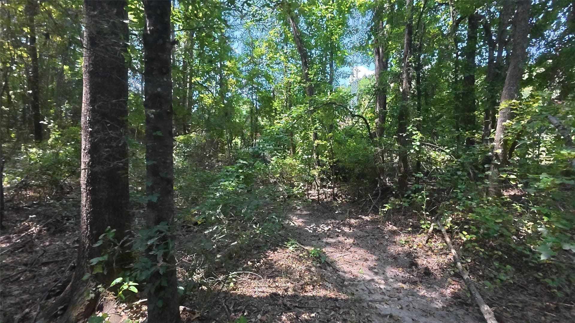 38.47 acres in Camp County - photo 27