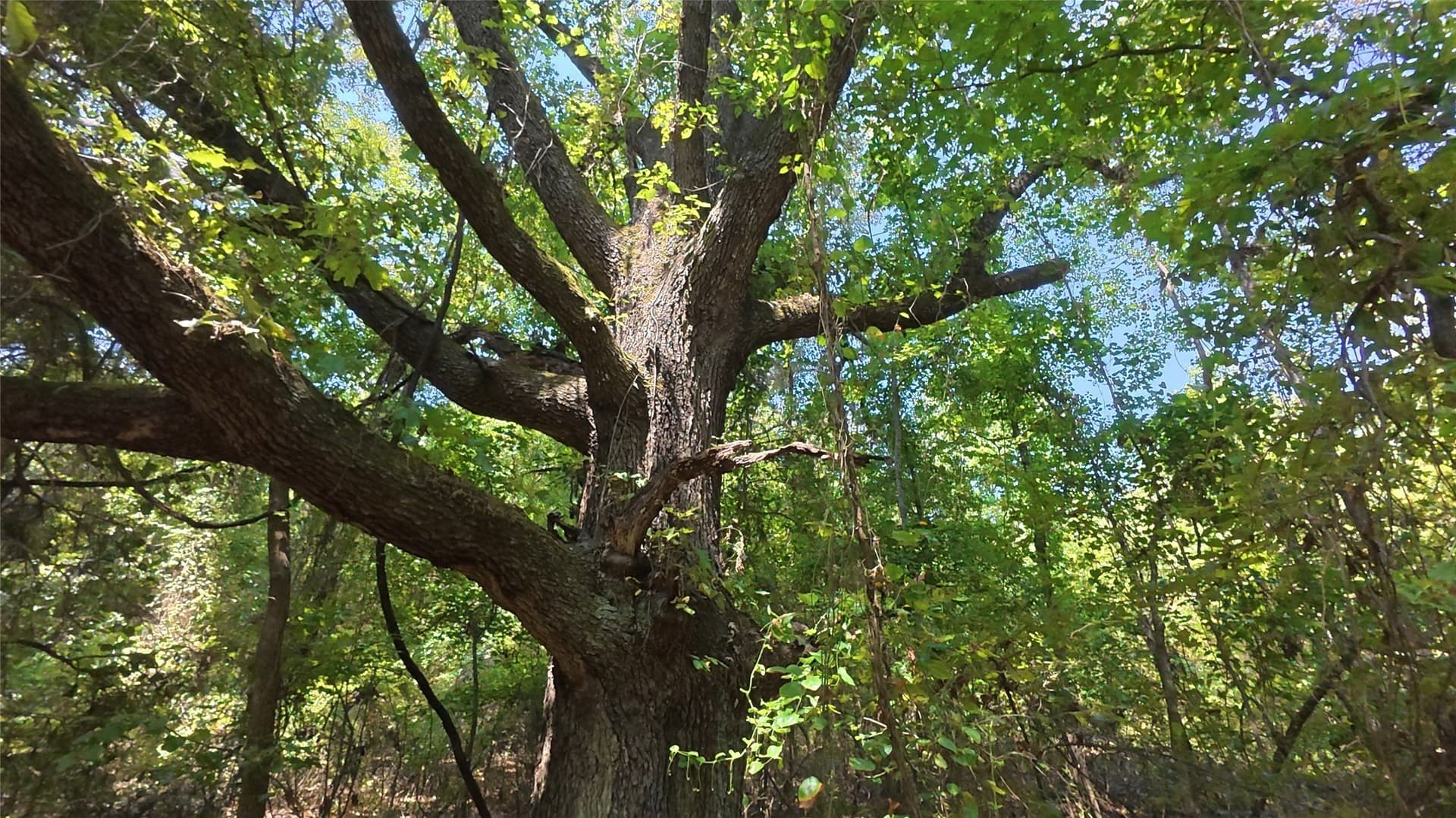 38.47 acres in Camp County - photo 2