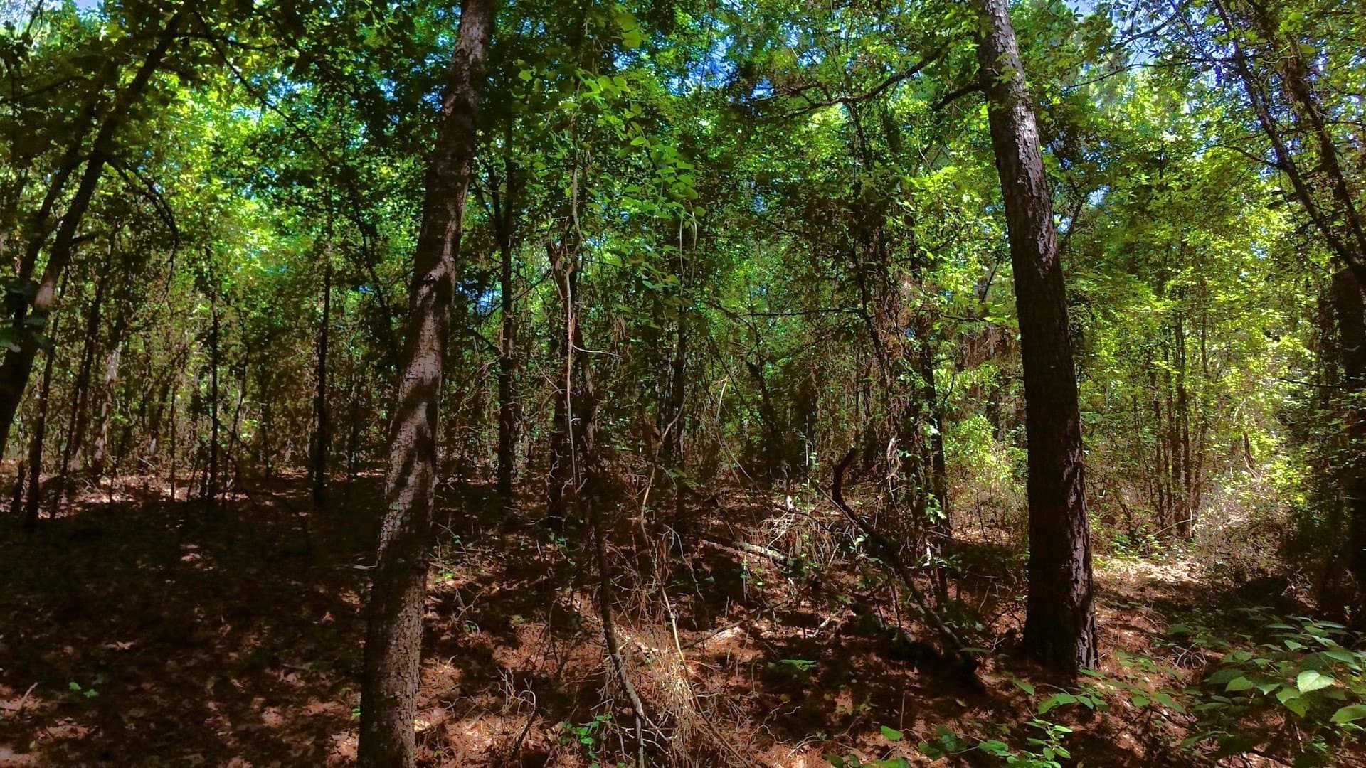 38.47 acres in Camp County - photo 21