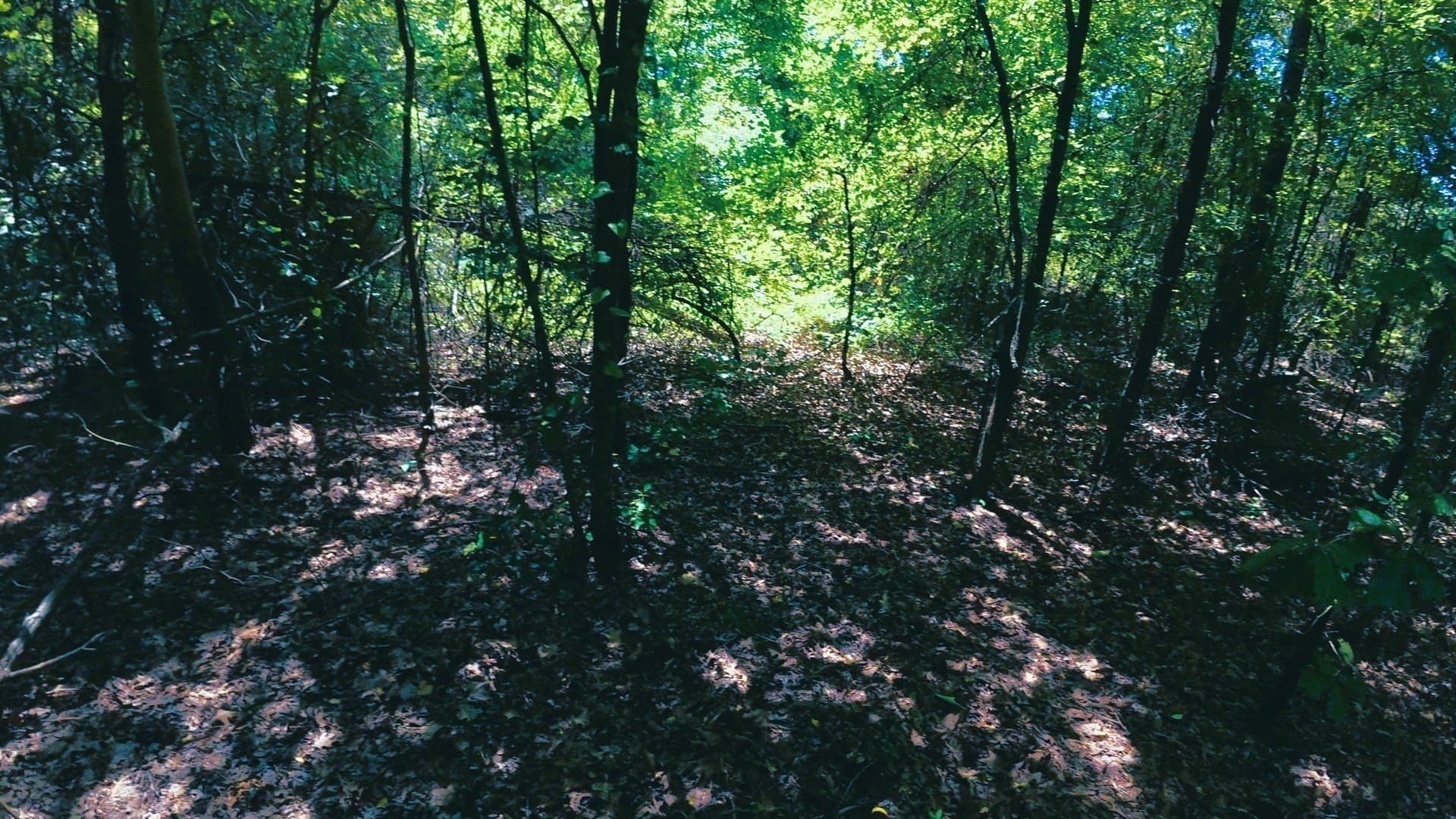 38.47 acres in Camp County - photo 9