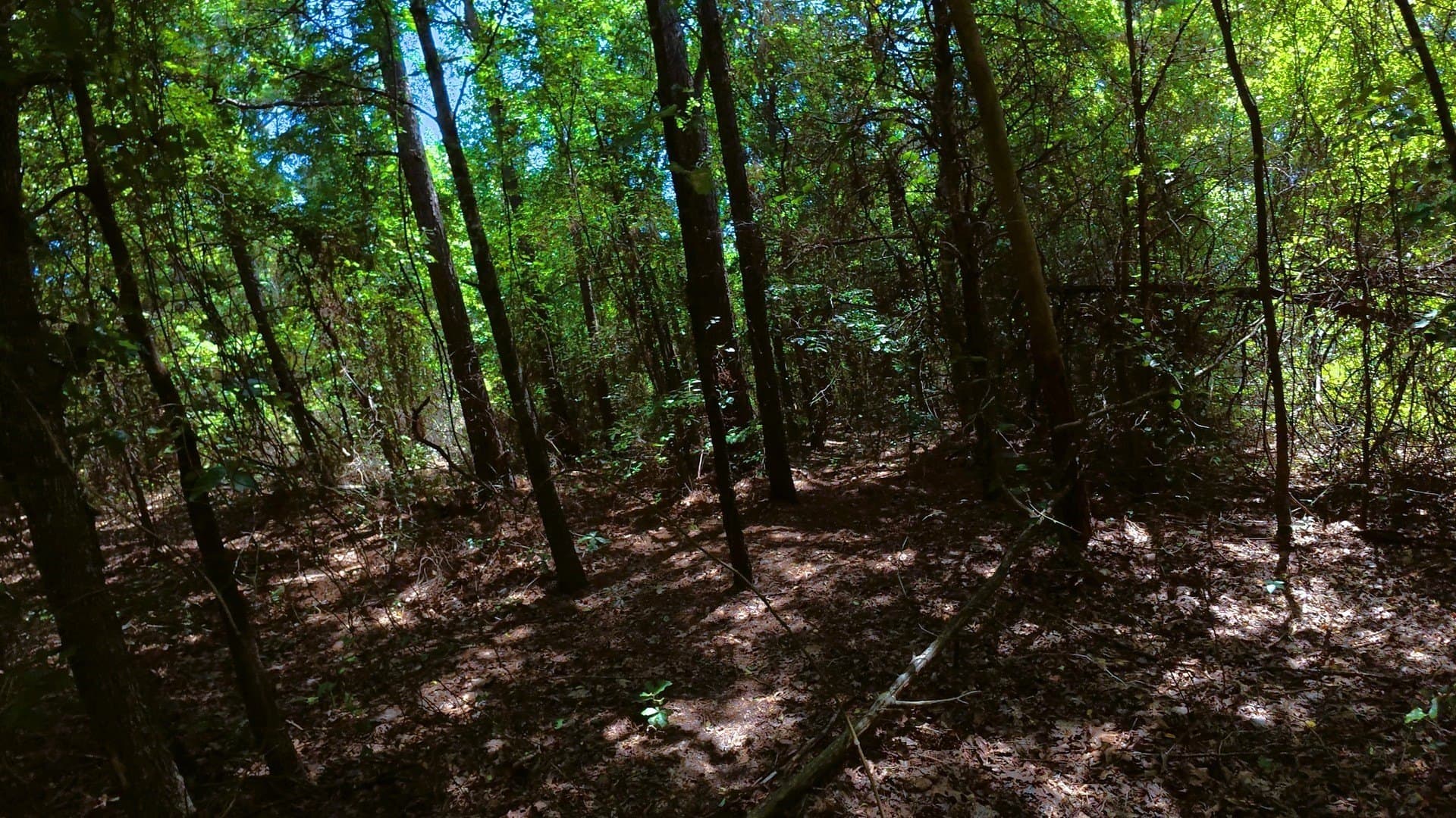 38.47 acres in Camp County gallery image 4