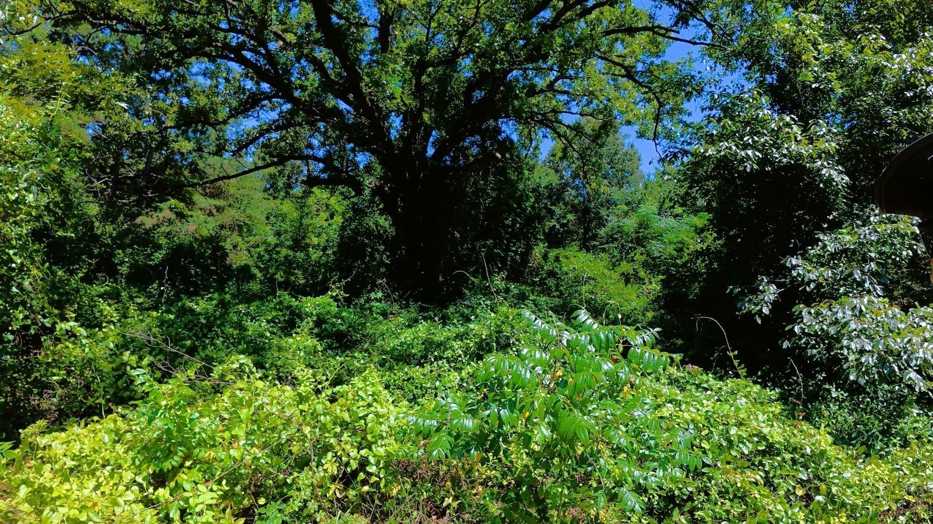 38.47 acres in Camp County - photo 16