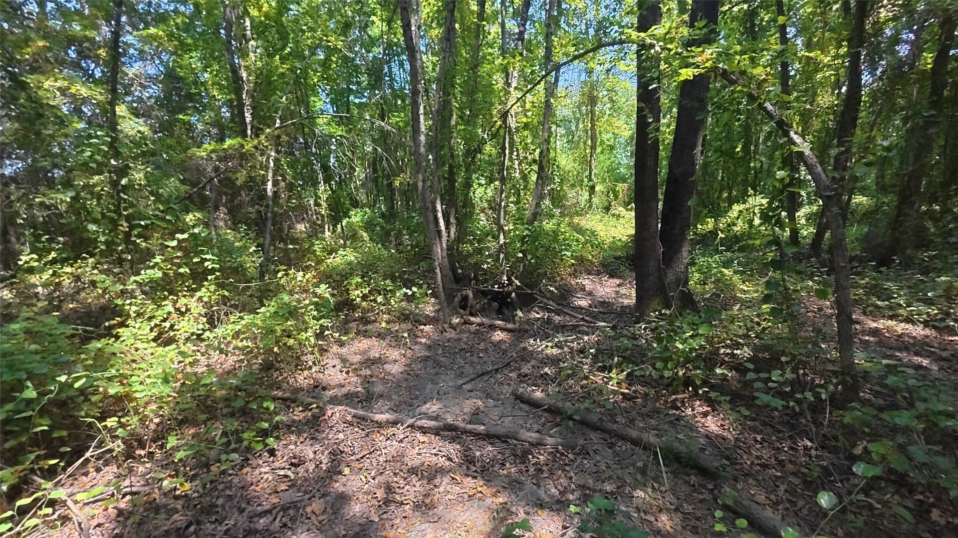 38.47 acres in Camp County - photo 28