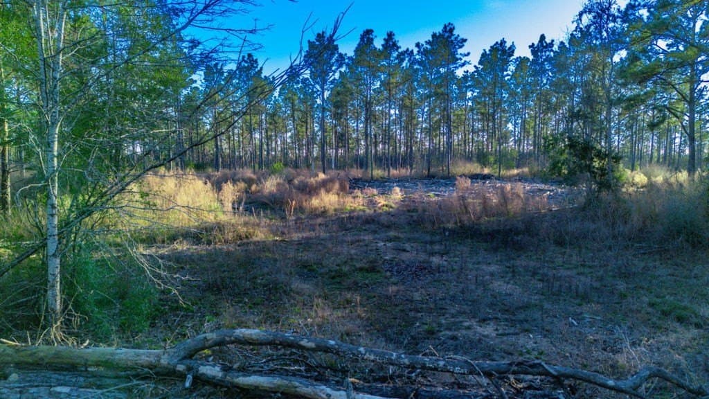 47 acres in Texas County - photo 8