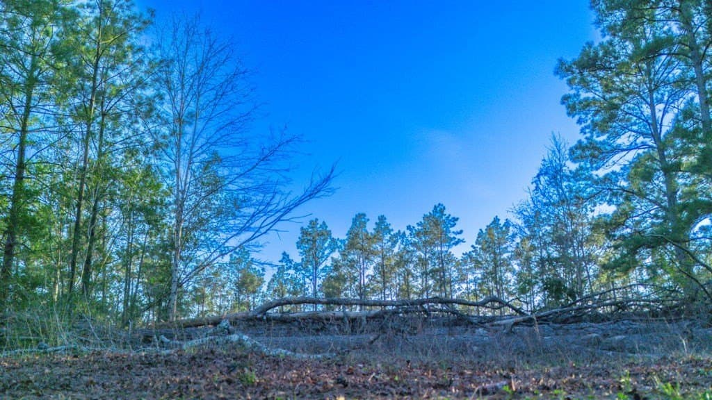 47 acres in Texas County - photo 7