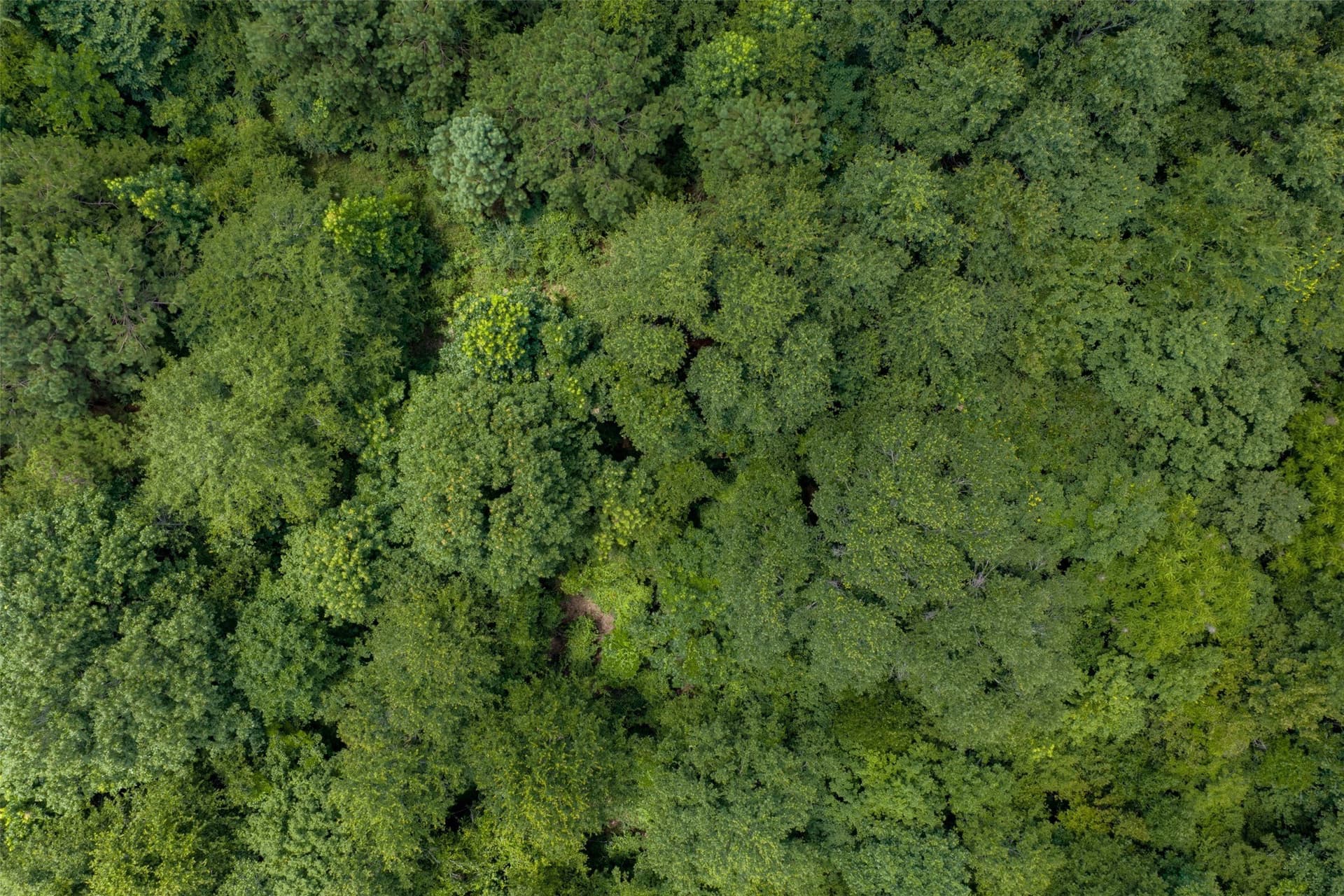 9.99 acres in Panola County - photo 16