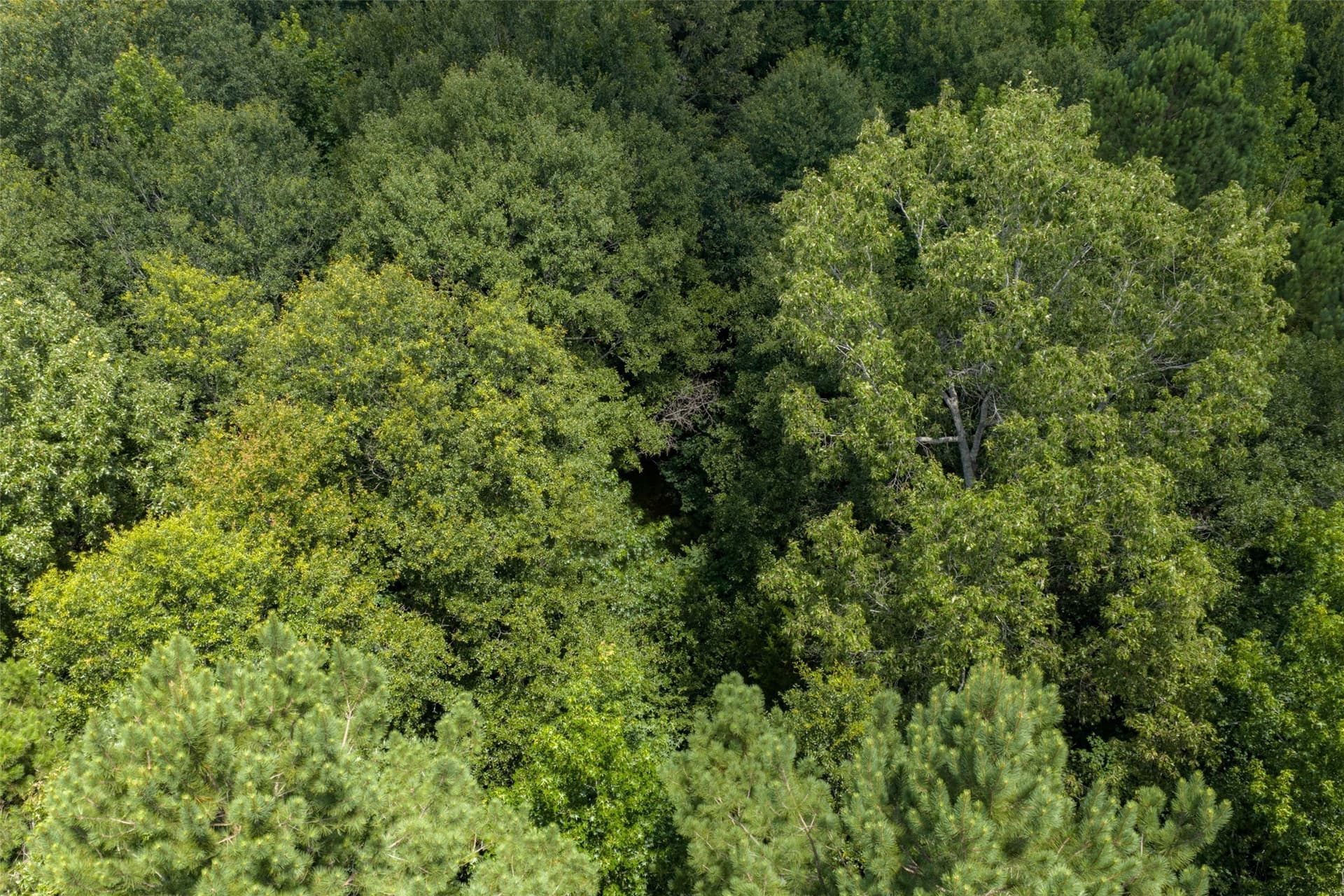9.99 acres in Panola County - photo 38