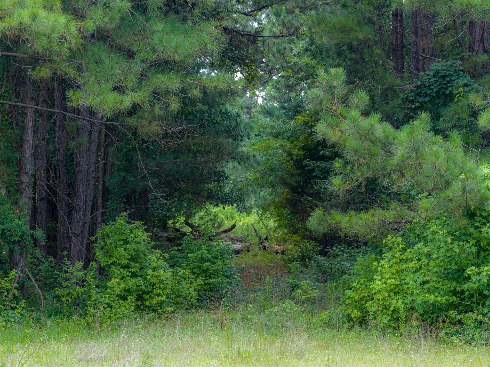 9.99 acres in Panola County - photo 6