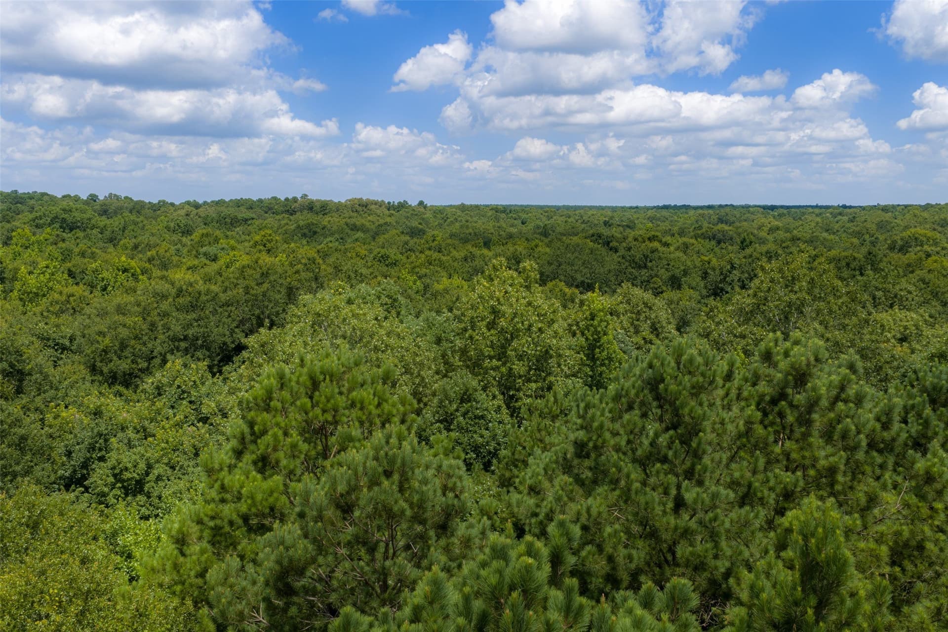 9.99 acres in Panola County - photo 17