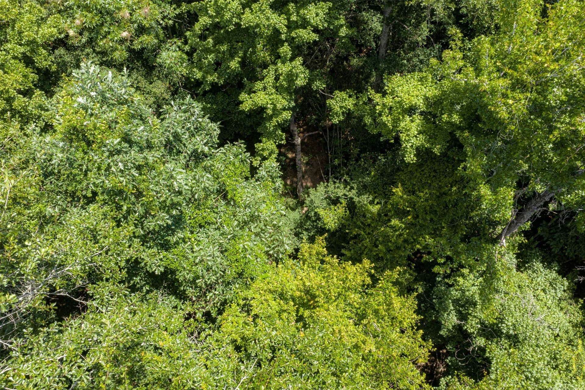 9.99 acres in Panola County - photo 5