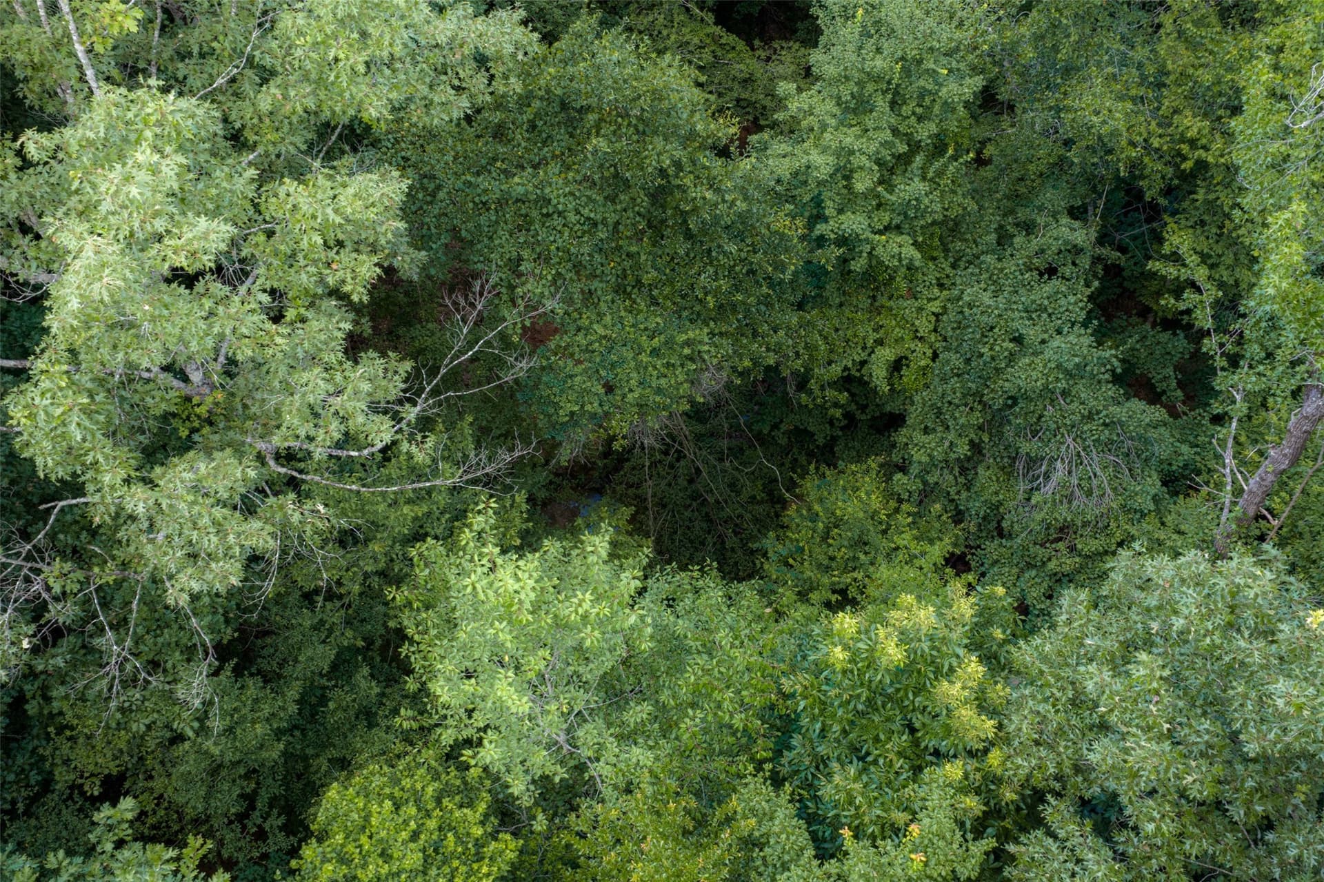 9.99 acres in Panola County - photo 25