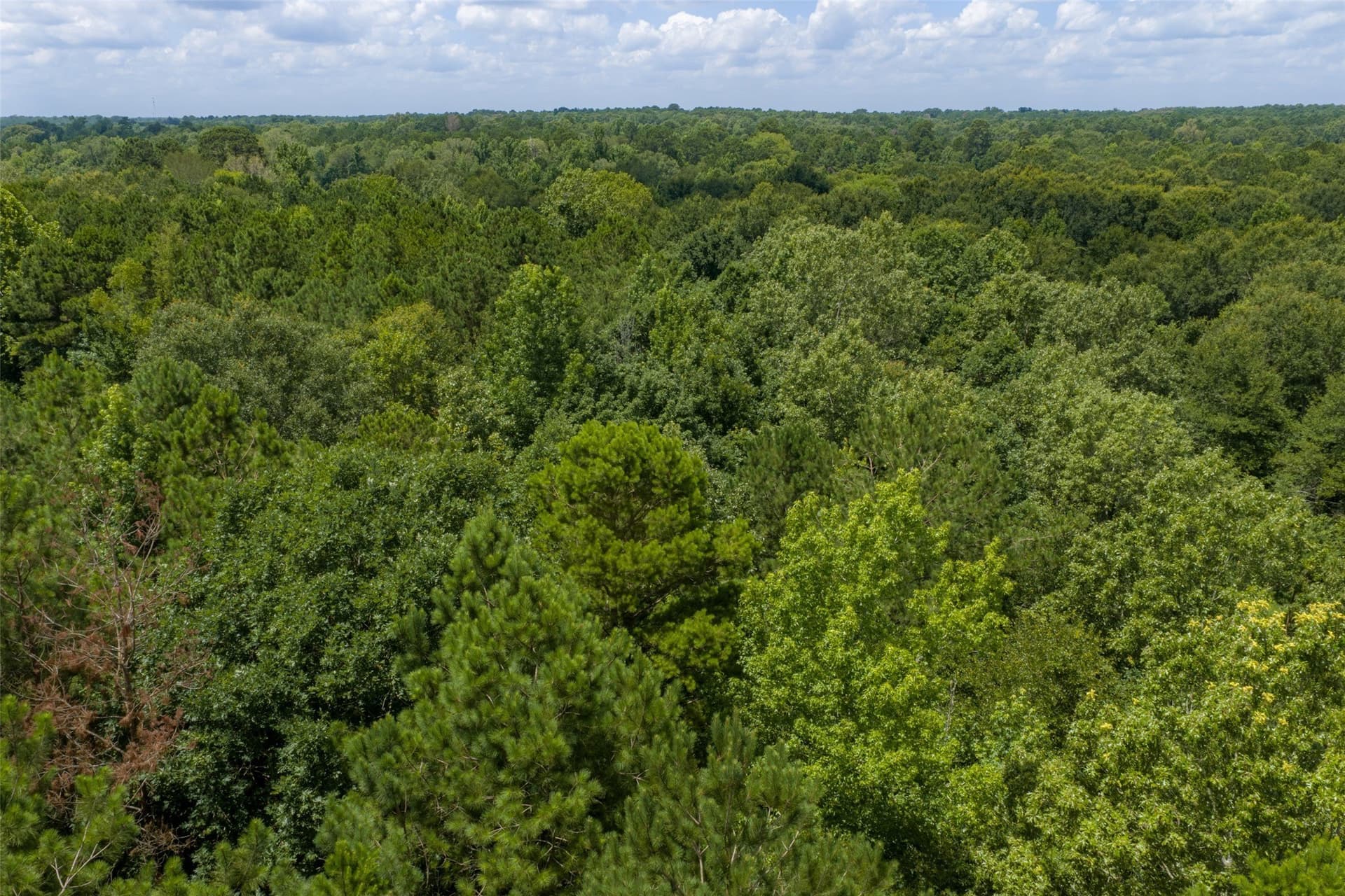 9.99 acres in Panola County - photo 15