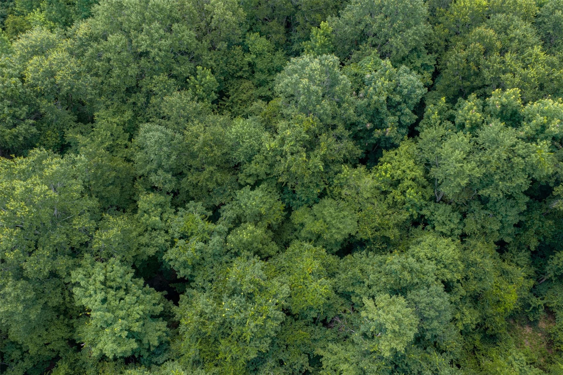 9.99 acres in Panola County - photo 20