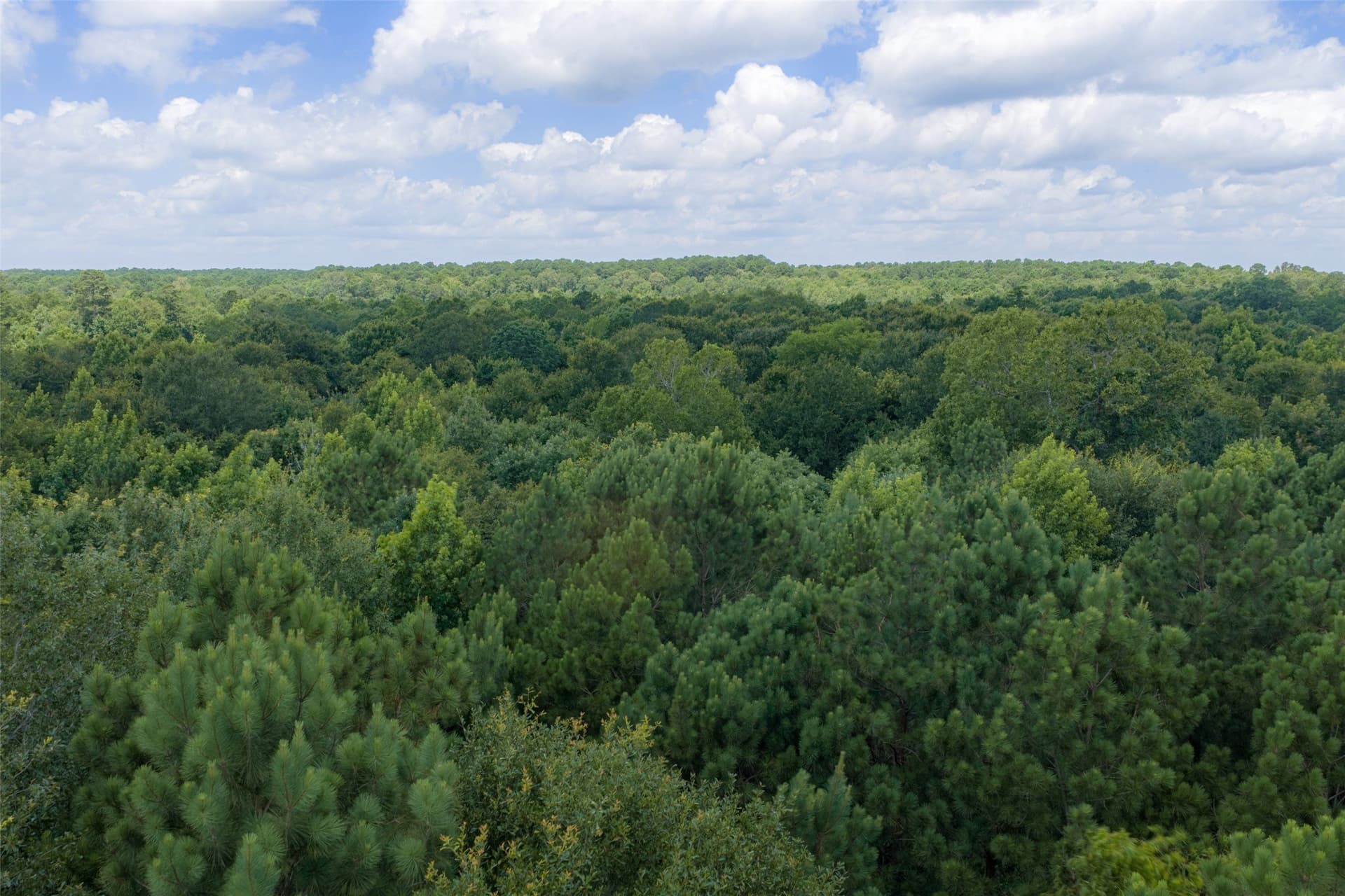 9.99 acres in Panola County - photo 39