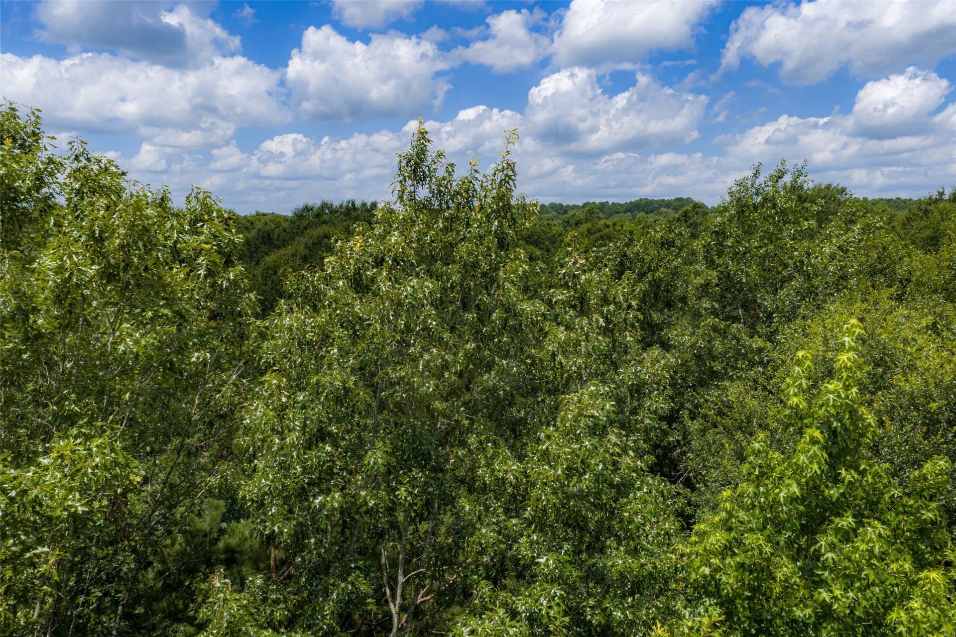 9.99 acres in Panola County - photo 40