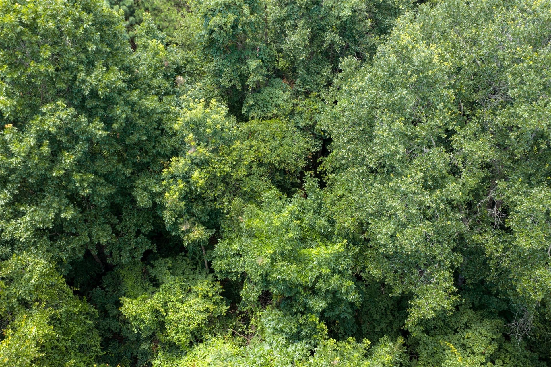 9.99 acres in Panola County - photo 18