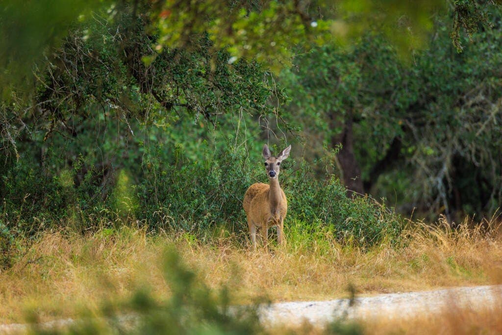 10.45 acres in Gillespie County - photo 5