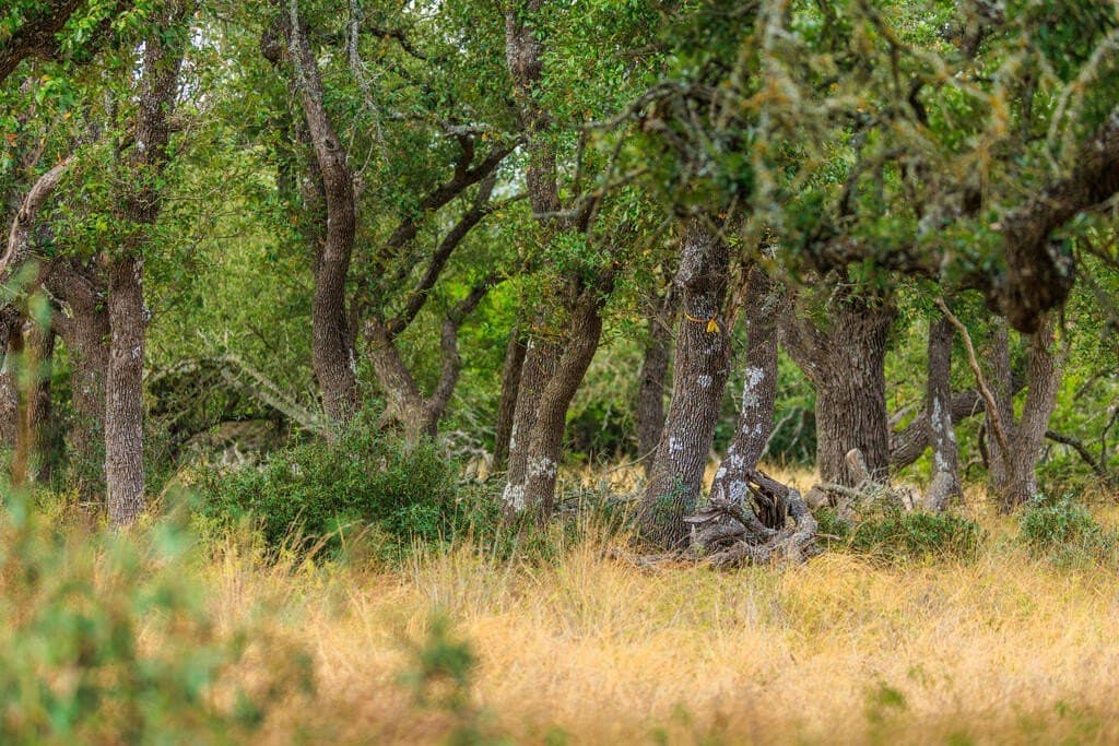 10.45 acres in Gillespie County - photo 3