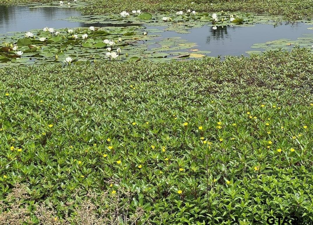 5.84 acres in Wood County gallery image 4