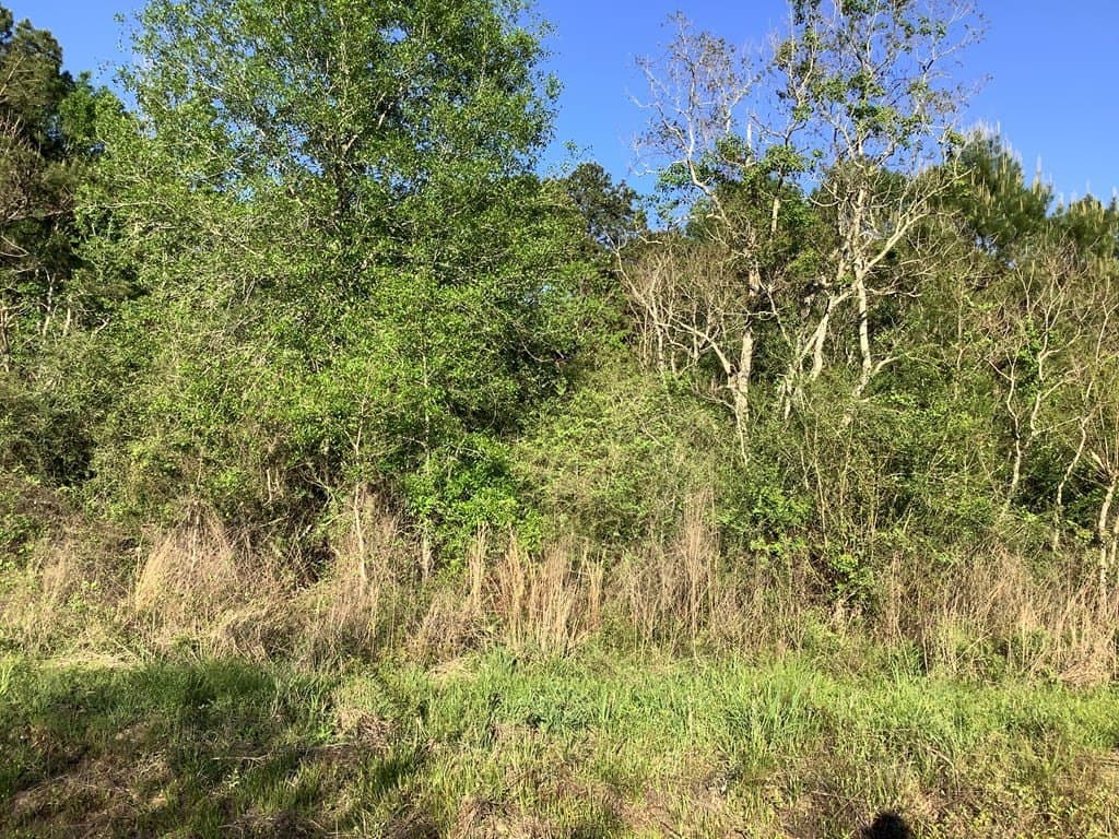 25 acres in Texas County gallery image 2