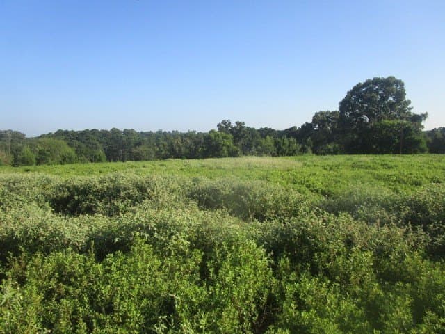 24 acres in HOUSTON County gallery image 2