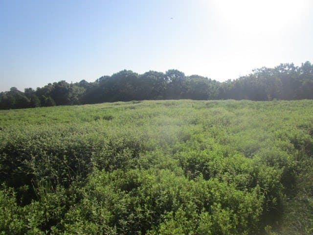 24 acres in HOUSTON County gallery image 3