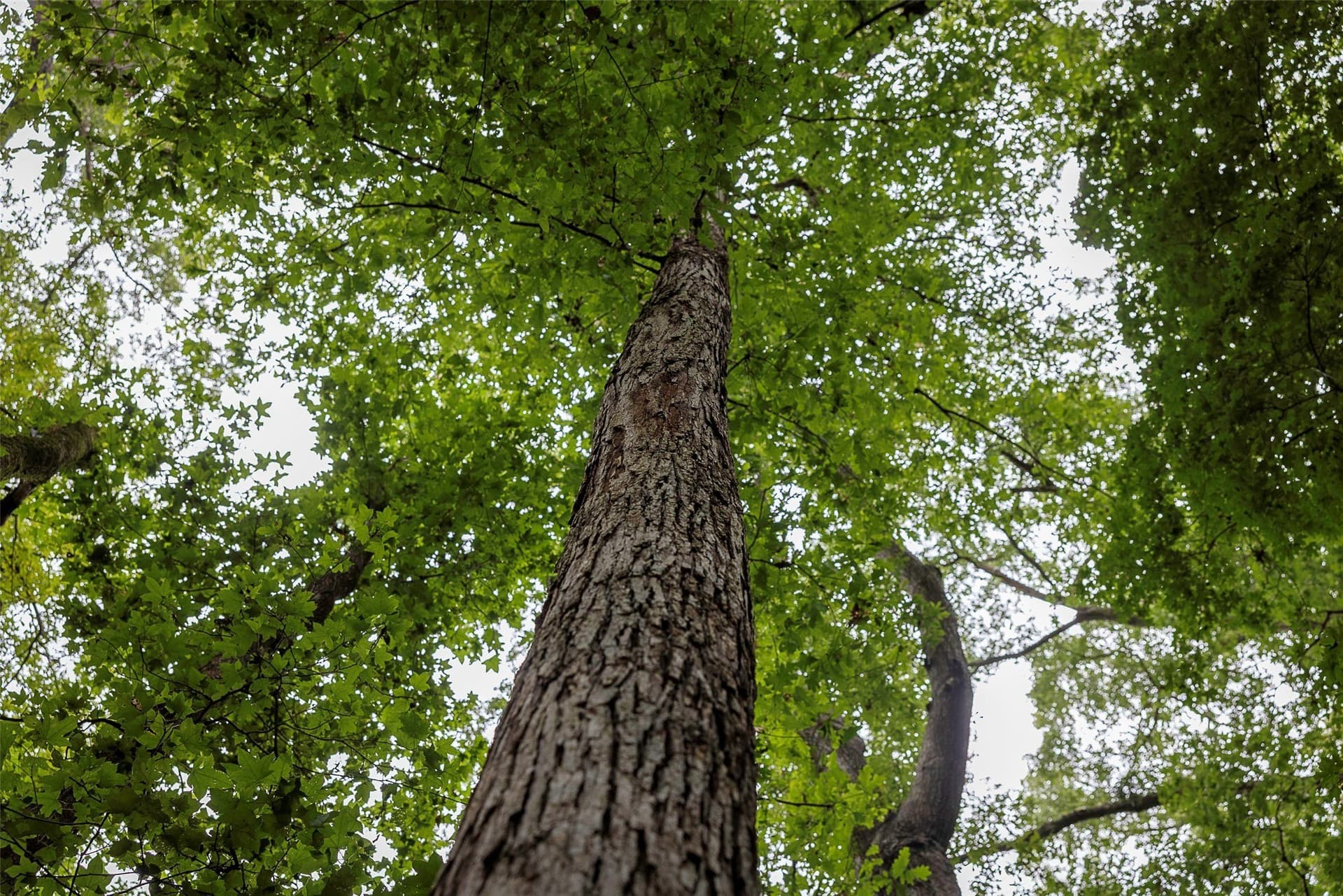 92.58 acres in Nacogdoches County - photo 30