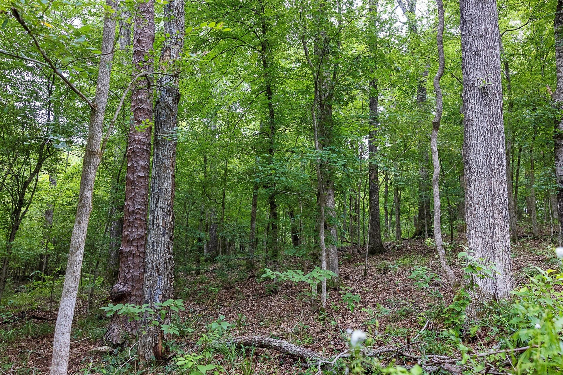 92.58 acres in Nacogdoches County - photo 31