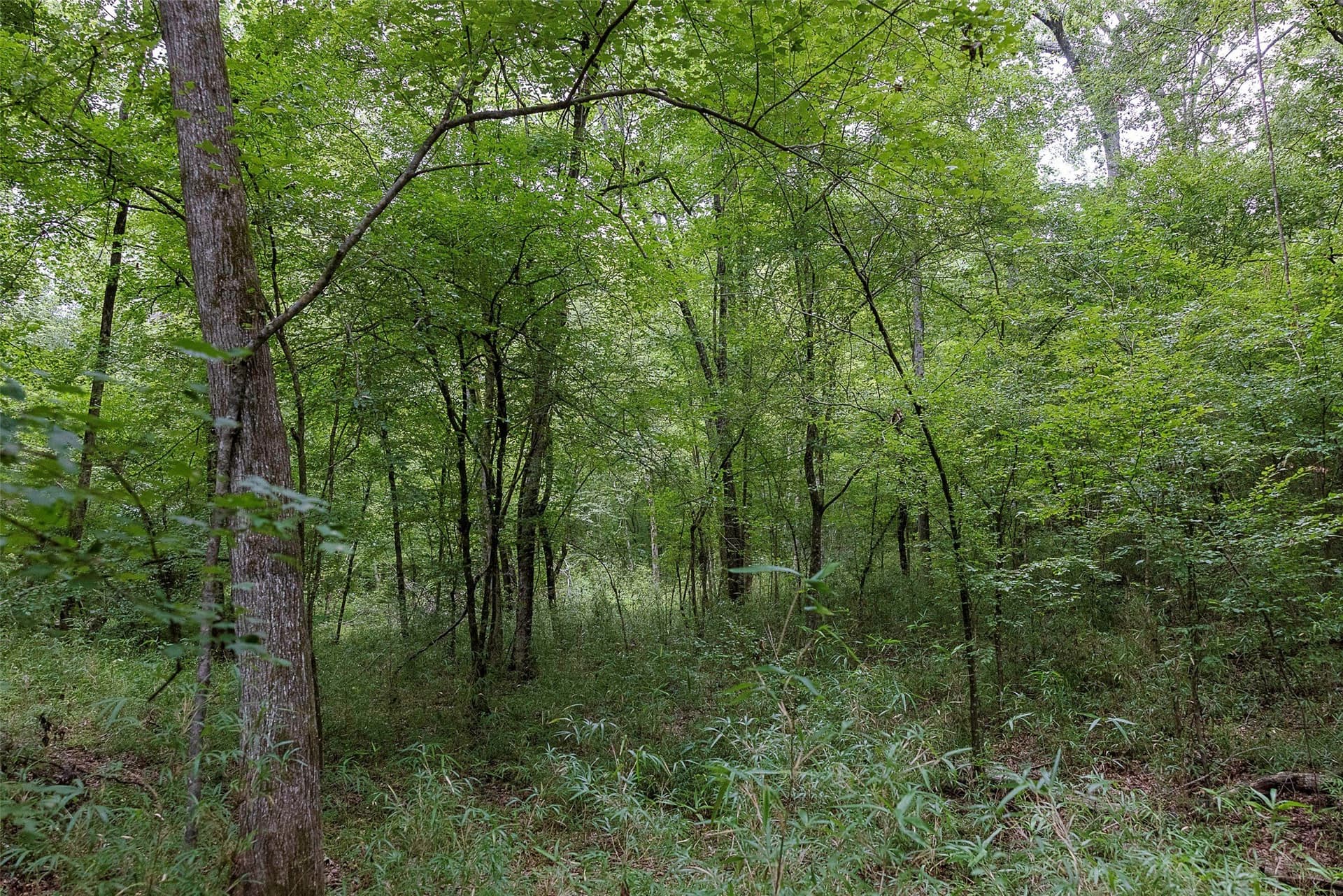 92.58 acres in Nacogdoches County - photo 28