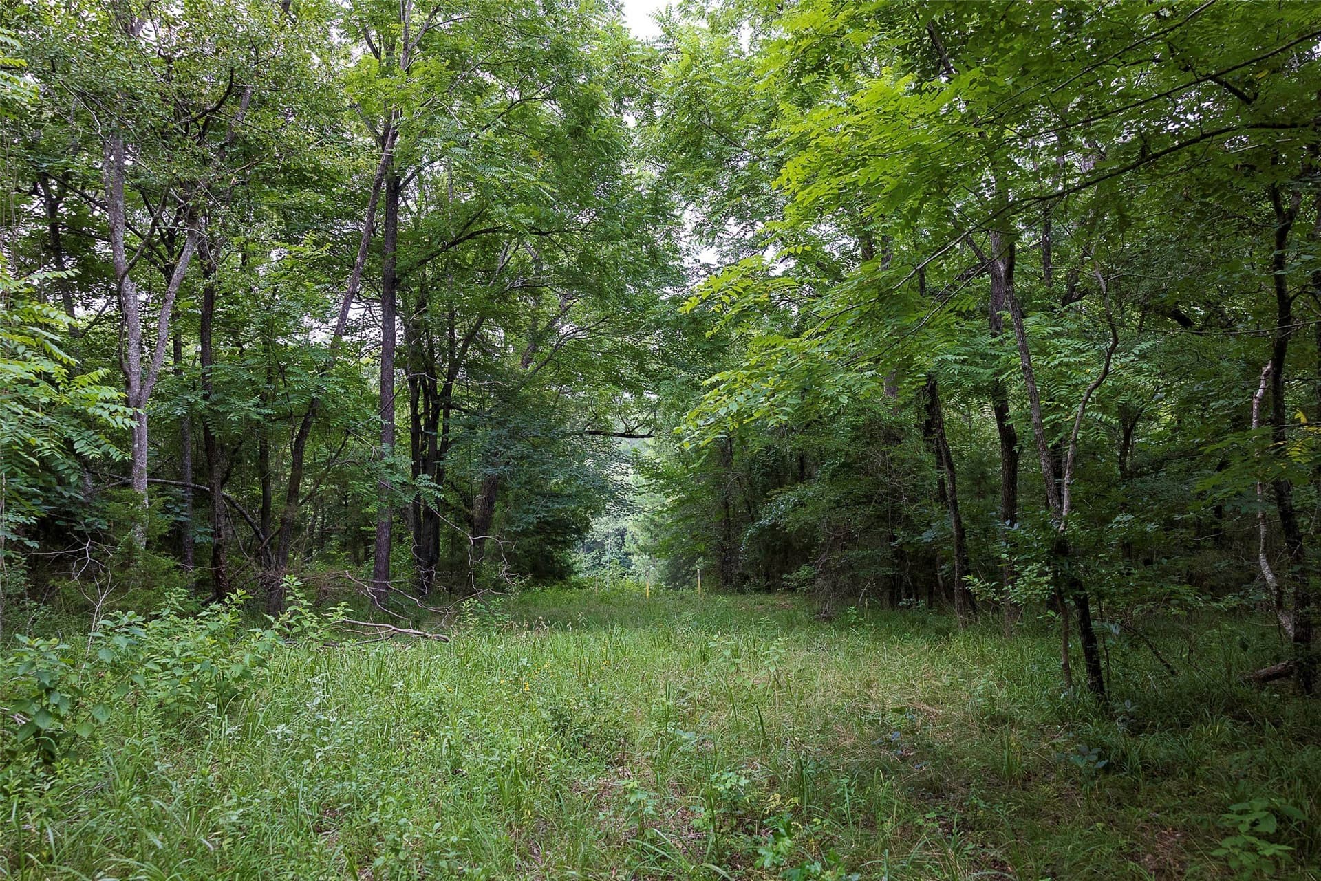 92.58 acres in Nacogdoches County - photo 8