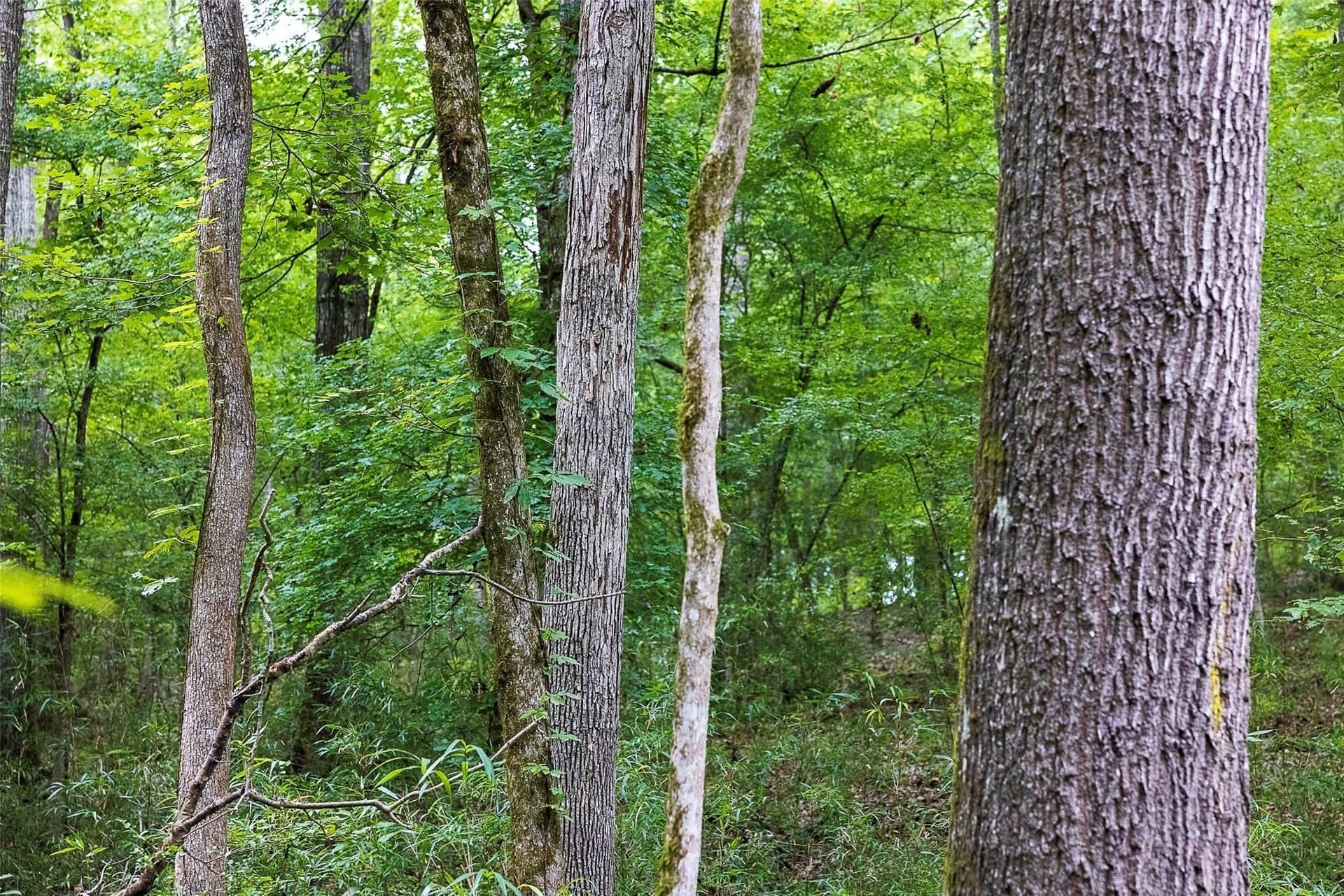 92.58 acres in Nacogdoches County - photo 29