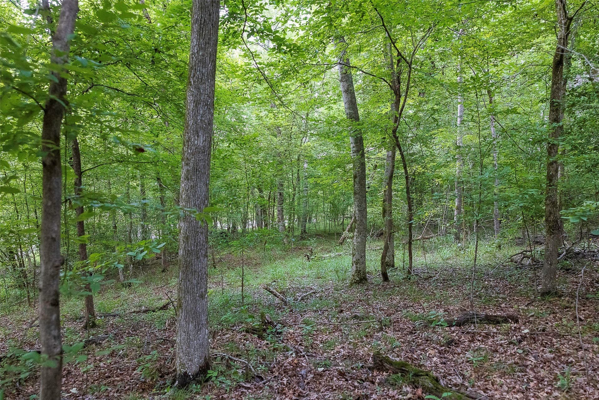 92.58 acres in Nacogdoches County - photo 7