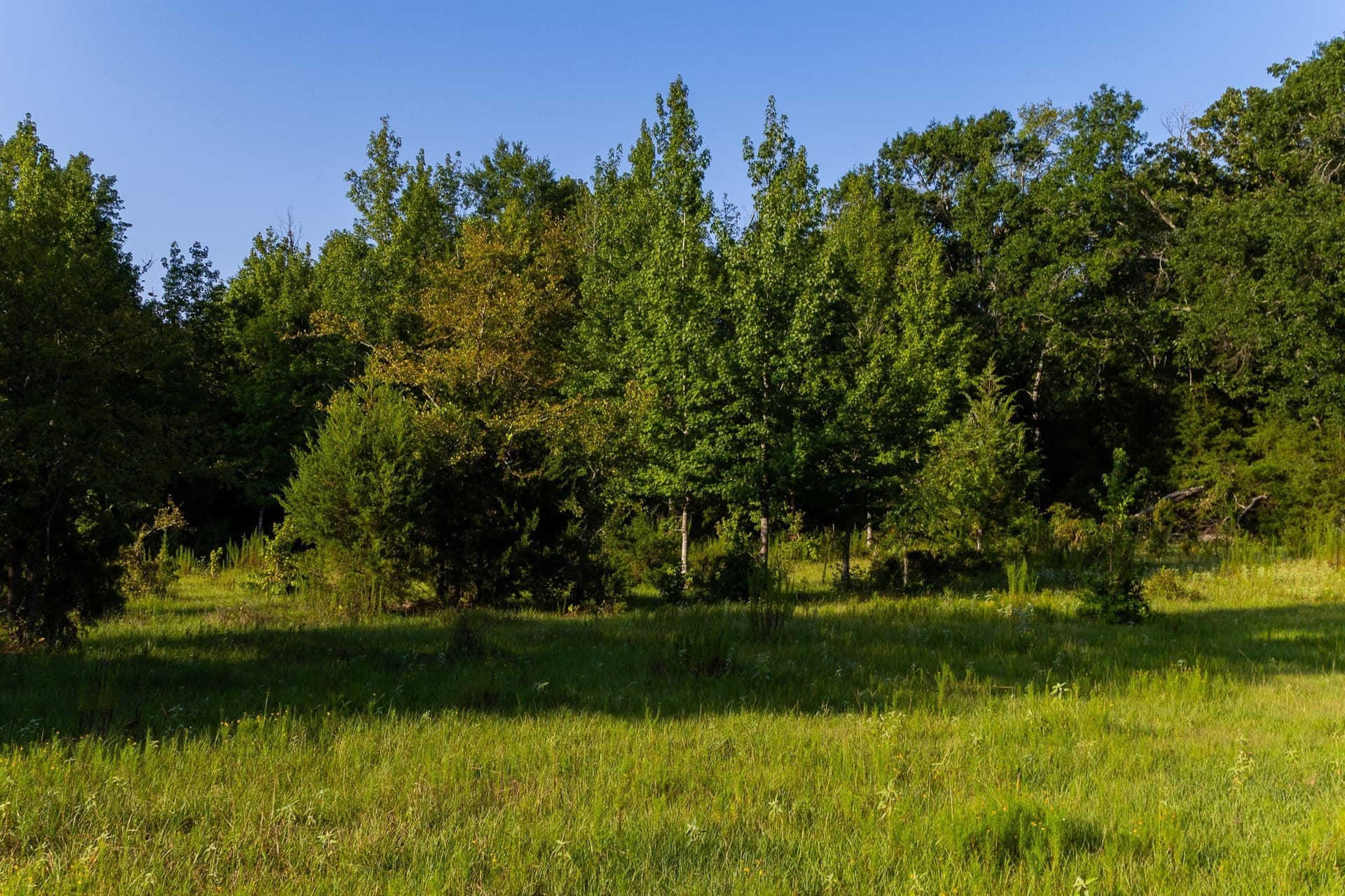 176.9 acres in Van Zandt County - photo 17