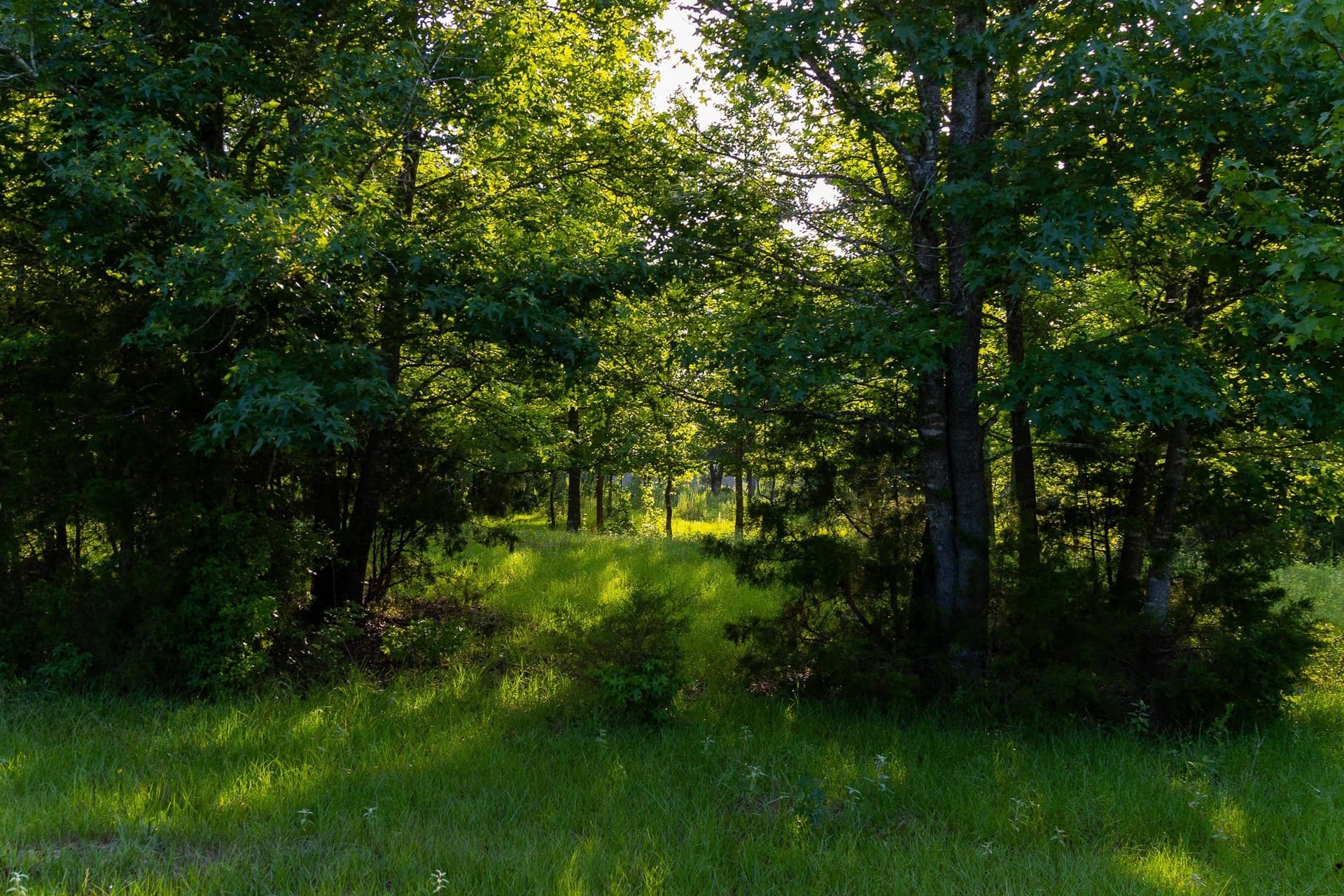176.9 acres in Van Zandt County - photo 15