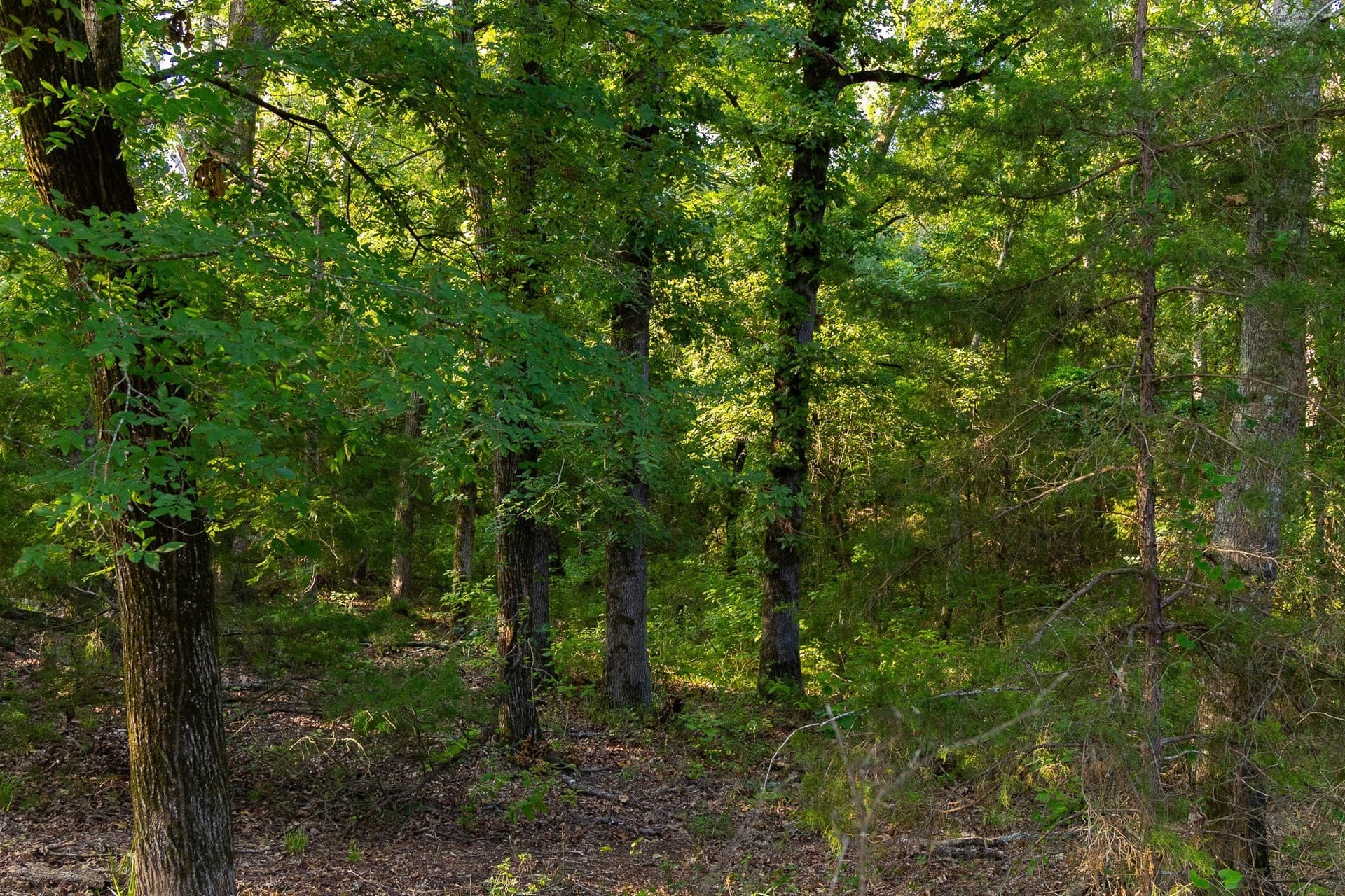 176.9 acres in Van Zandt County - photo 12