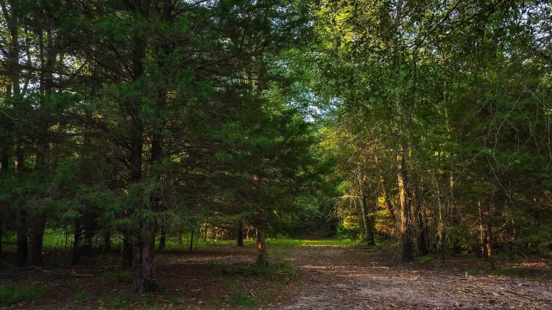 176.9 acres in Van Zandt County - photo 30