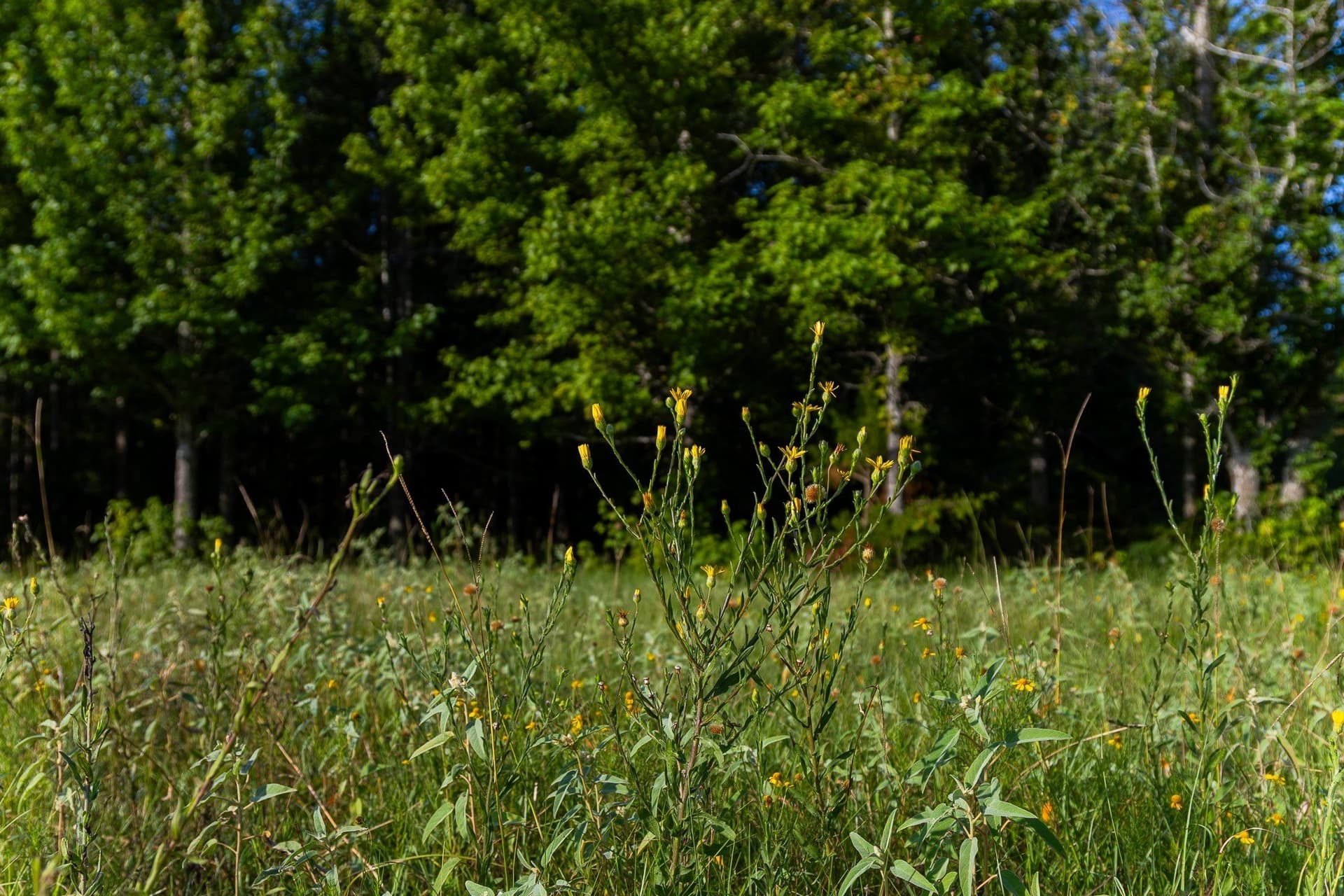 176.9 acres in Van Zandt County - photo 23