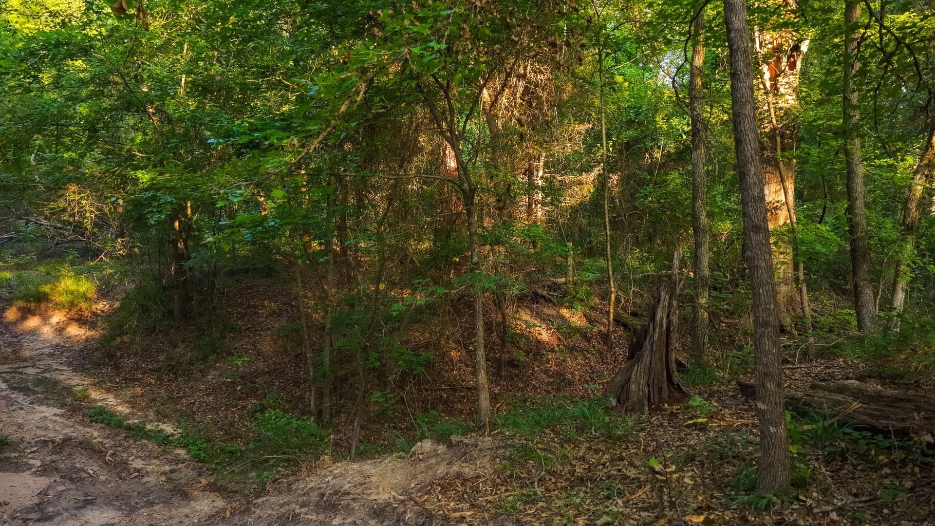 176.9 acres in Van Zandt County - photo 26