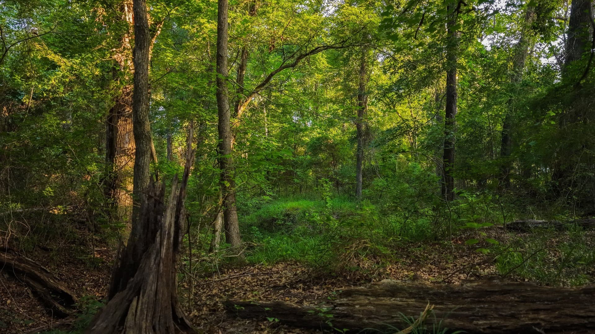 176.9 acres in Van Zandt County - photo 27